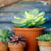 Succulents in pots