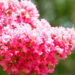 pink crepe myrtle flower