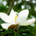 White magnolia flower