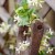 Star Jasmine